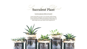 Pianta succulenta Business PPT_08