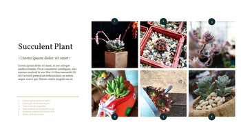 Pianta succulenta Business PPT_17