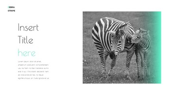 Zebra Stripe Simple Google Presentation_08