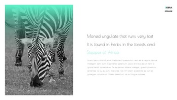 Zebra Stripe Simple Google Presentation_17