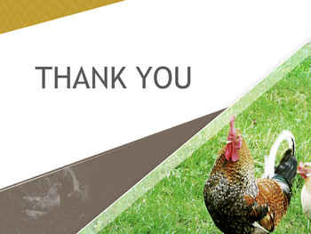 Keynote Images Free Download - a chicken on the field_06