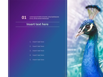Peacock - PPT Download Free