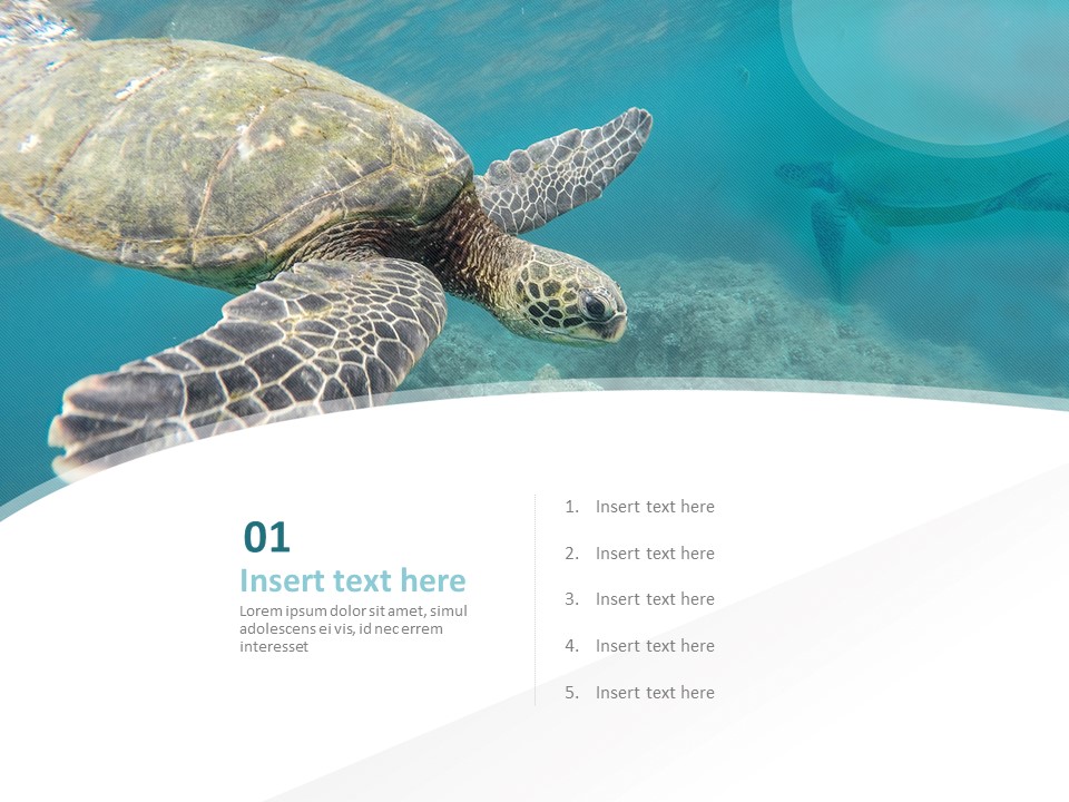 free-ppt-template-sea-turtle