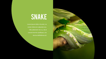 Reptiles Meilleur PPT_04