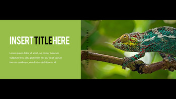 Reptiles Meilleur PPT_05