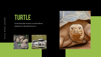 Reptiles Meilleur PPT_07