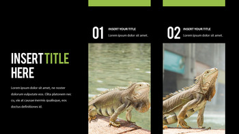 Reptiles Meilleur PPT_11