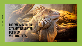 Reptilien Beste PPT_12