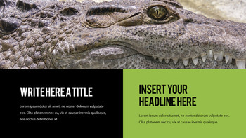 Reptiles Meilleur PPT_13