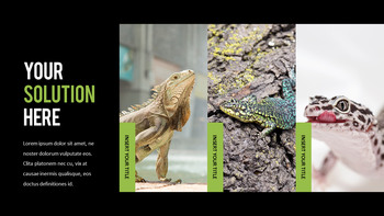 Reptiles Meilleur PPT_14