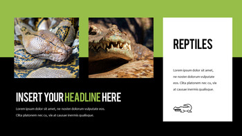 Reptiles Mejor PPT_15