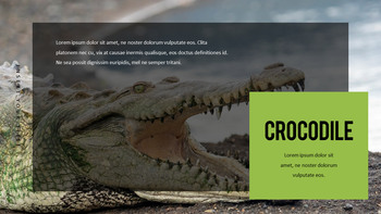 Reptiles Meilleur PPT_19