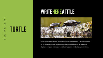 Reptiles Meilleur PPT_20