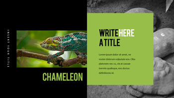 Reptiles Meilleur PPT_25