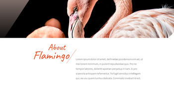 火烈鸟 最好的ppt模板_04