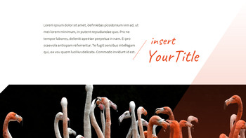 火烈鸟 最好的ppt模板_05