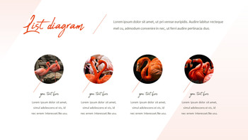 火烈鸟 最好的ppt模板_13