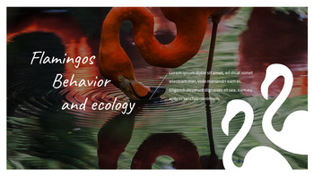 火烈鸟 最好的ppt模板_16