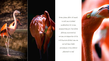 火烈鸟 最好的ppt模板_21