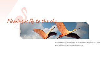 火烈鸟 最好的ppt模板_23