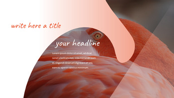 Flamingo Google Slides Presentation_15