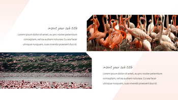 Flamingo Google Slides Presentation_27