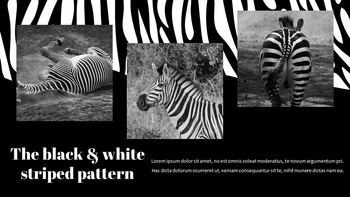 zebra Google Slides Presentation_10