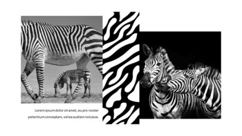 zebra Presentazione delle diapositive di Google_22