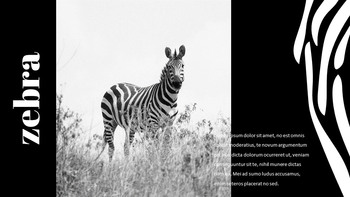 zebra Google Slides Presentation_27