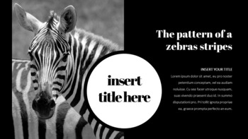 얼룩말 스타트업 PPT 템플릿_11
