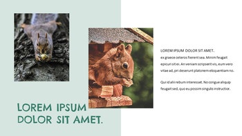 청설모 파워포인트 포맷_20