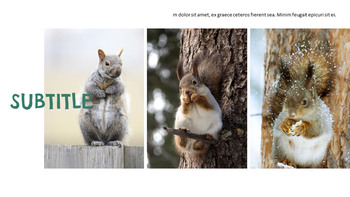 청설모 파워포인트 포맷_28