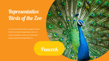 zoo Google Slides Presentation Templates_17