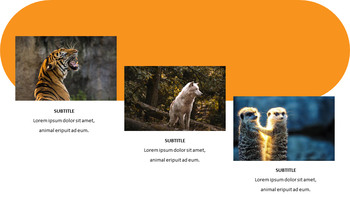 zoo Google Slides Presentation Templates_24