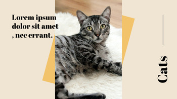 猫を育てる プレゼンテーション_04