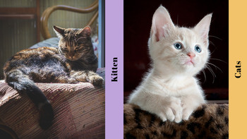 猫を育てる プレゼンテーション_26