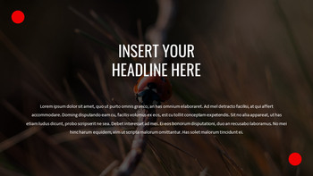 瓢虫 谷歌演讲_06