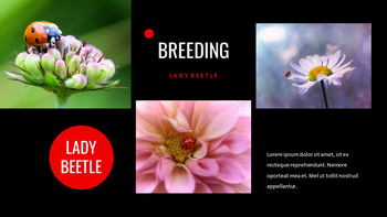 瓢虫 谷歌演讲_07