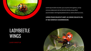 瓢虫 谷歌演讲_15