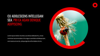 瓢虫 谷歌演讲_20