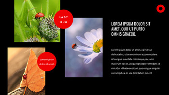 瓢虫 谷歌演讲_22