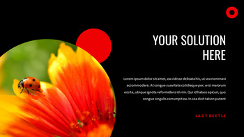 瓢虫 谷歌演讲_24