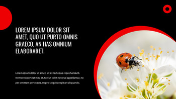 瓢虫 谷歌演讲_26