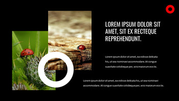 瓢虫 谷歌演讲_28