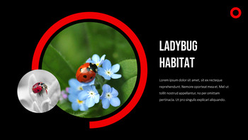 Coccinella Modelli di presentazione a tema_09