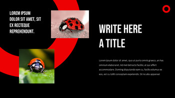 Ladybug Theme Presentation Templates_14