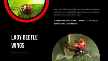 Ladybug Theme Presentation Templates_15