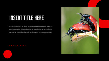 Ladybug Theme Presentation Templates_27