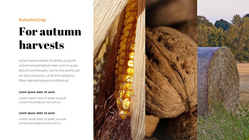 Autumn Crops Google Slides Themes for Presentations_06