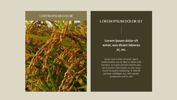 农业 优雅的ppt模板_21